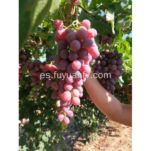 Comienzan las uvas rojas de Xinjiang